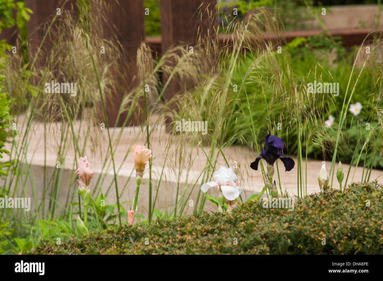 Chelsea Flower Show 2013, Laurent Perrier garden, Designer Ulf Nordfjell. Gold medal. Stock Photo