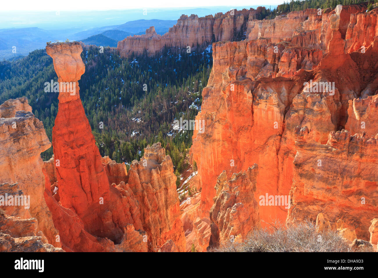 Early morning light in Agua Canyon lights up the orange sandstone hoodoos in Bryce Canyon National Park, Utah Stock Photo