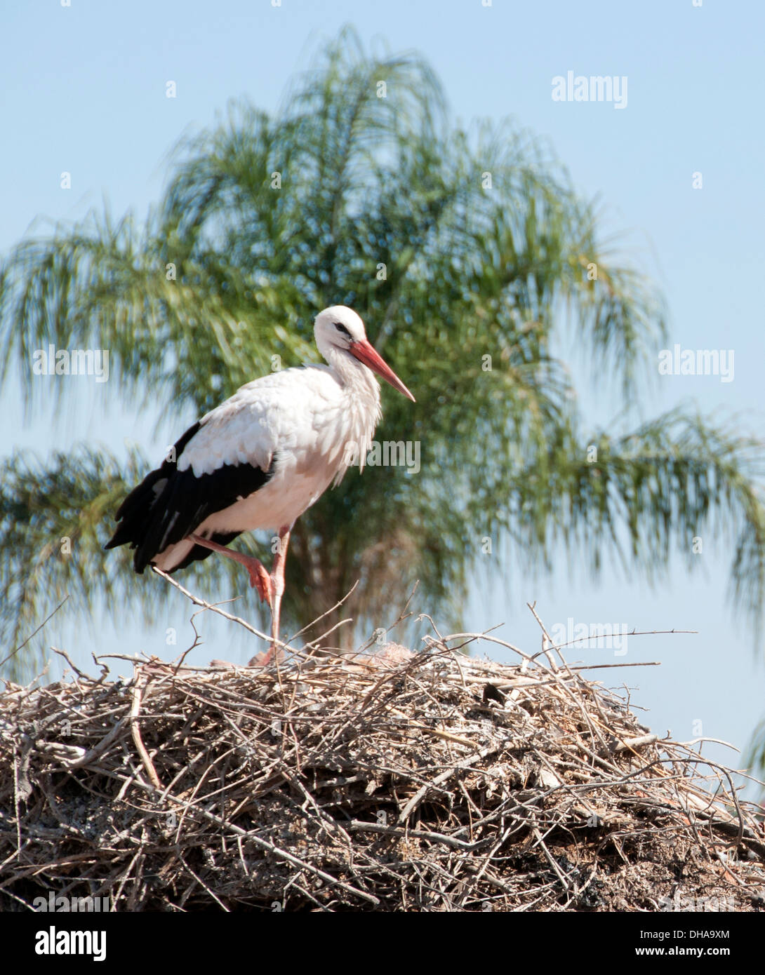 White Stork (Ciconia ciconia) nesting on the old city wall Marrakesh  Morocco Stock Photo