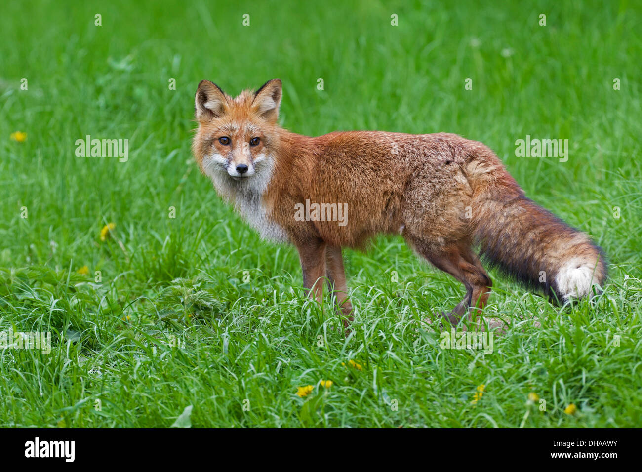 Red fox (Vulpes vulpes) in meadow in summer Stock Photo