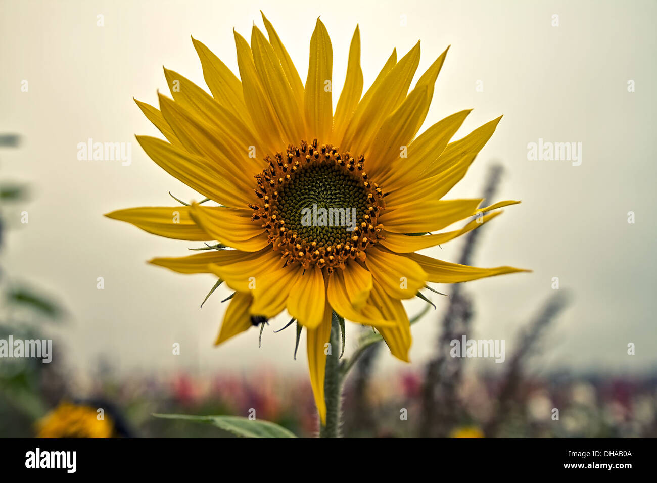 A sunflower in a made ​​at Old photo editing, in the background a sad  blurry flower meadow Stock Photo - Alamy