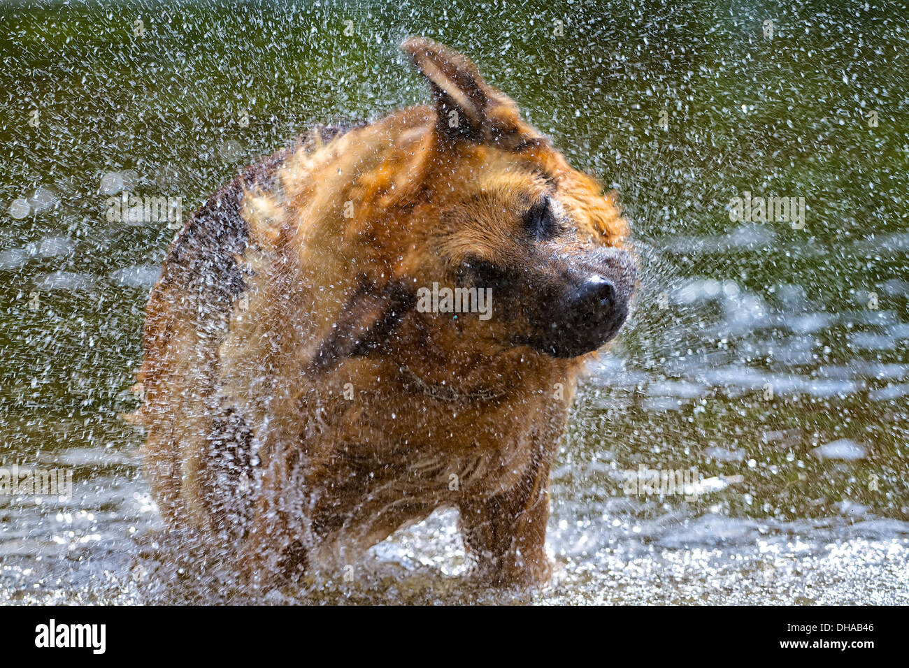 Why Do Dogs Shake Their Coats