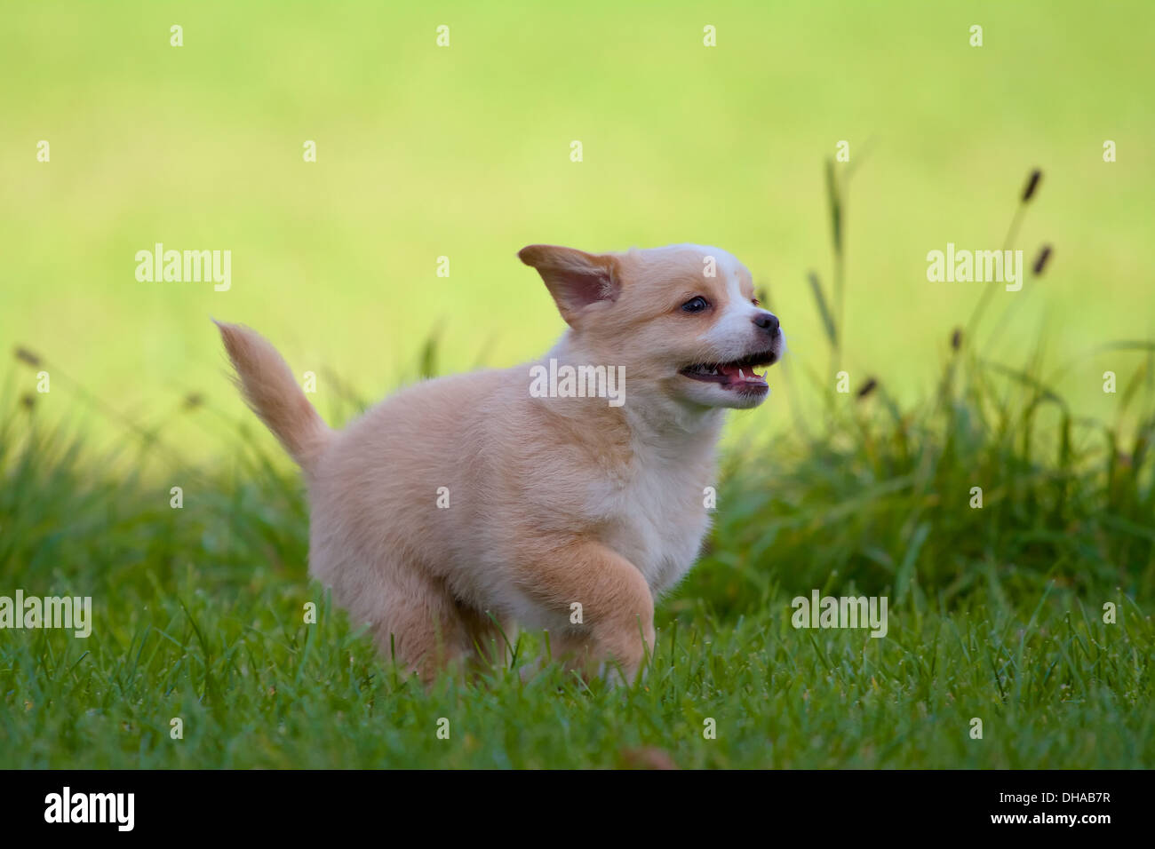 A small 7 weeks old puppy from accelerated heart's content at top speed. Stock Photo