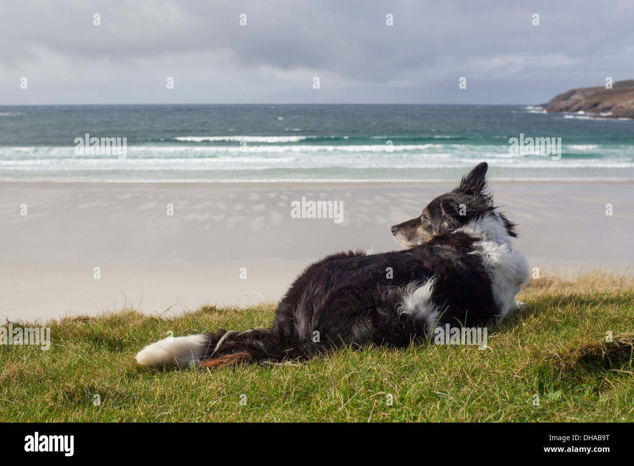 A border collie sheepdog keeping watch above the bay on the island of Vatersay. Stock Photo