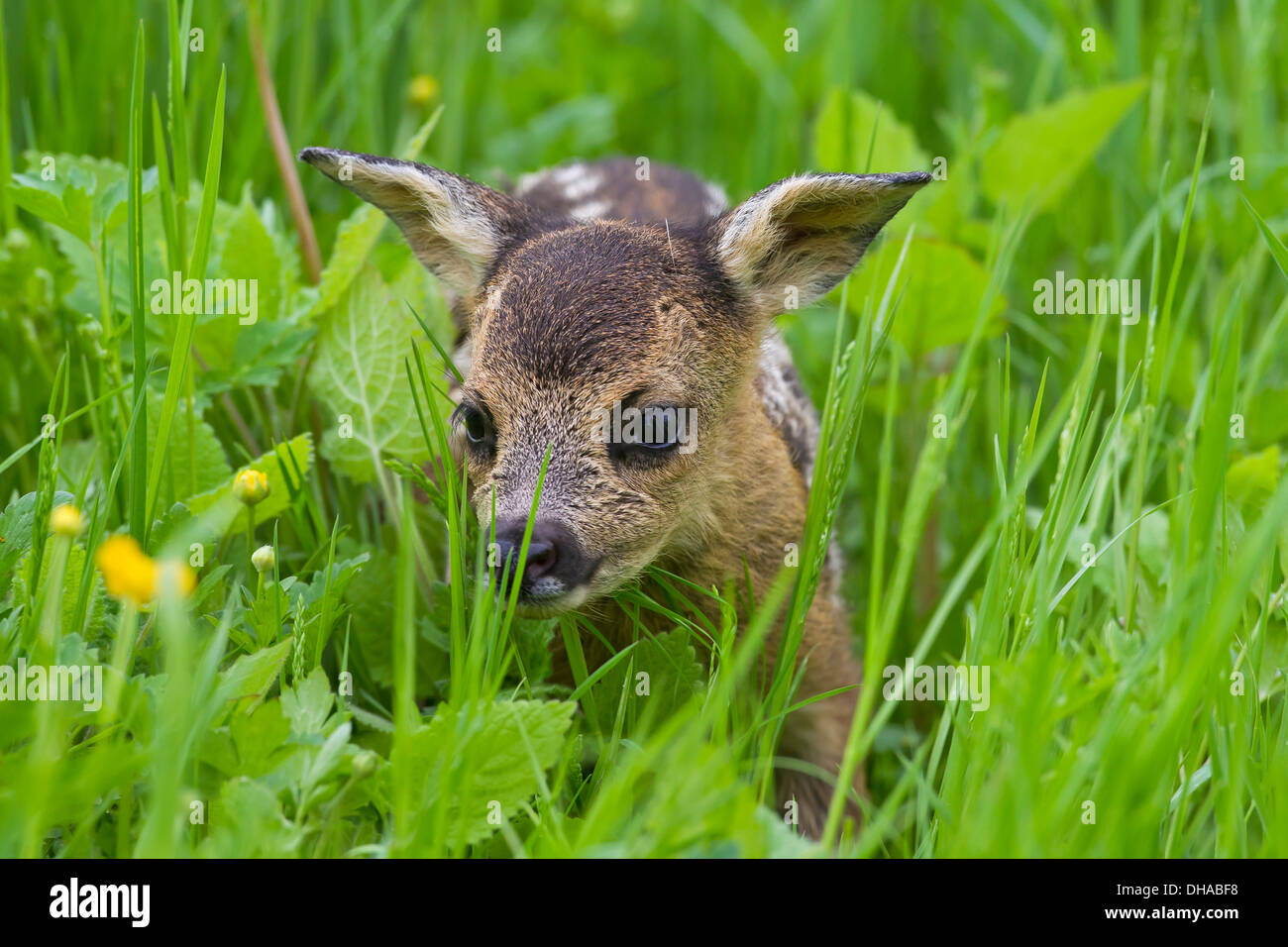Roe deer (Capreolus capreolus) one day old fawn hidden in tall grass of meadow Stock Photo