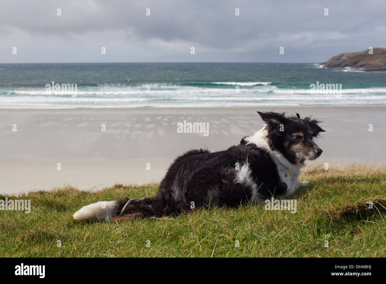 A border collie sheep dog over looking a Scottish bay. Stock Photo