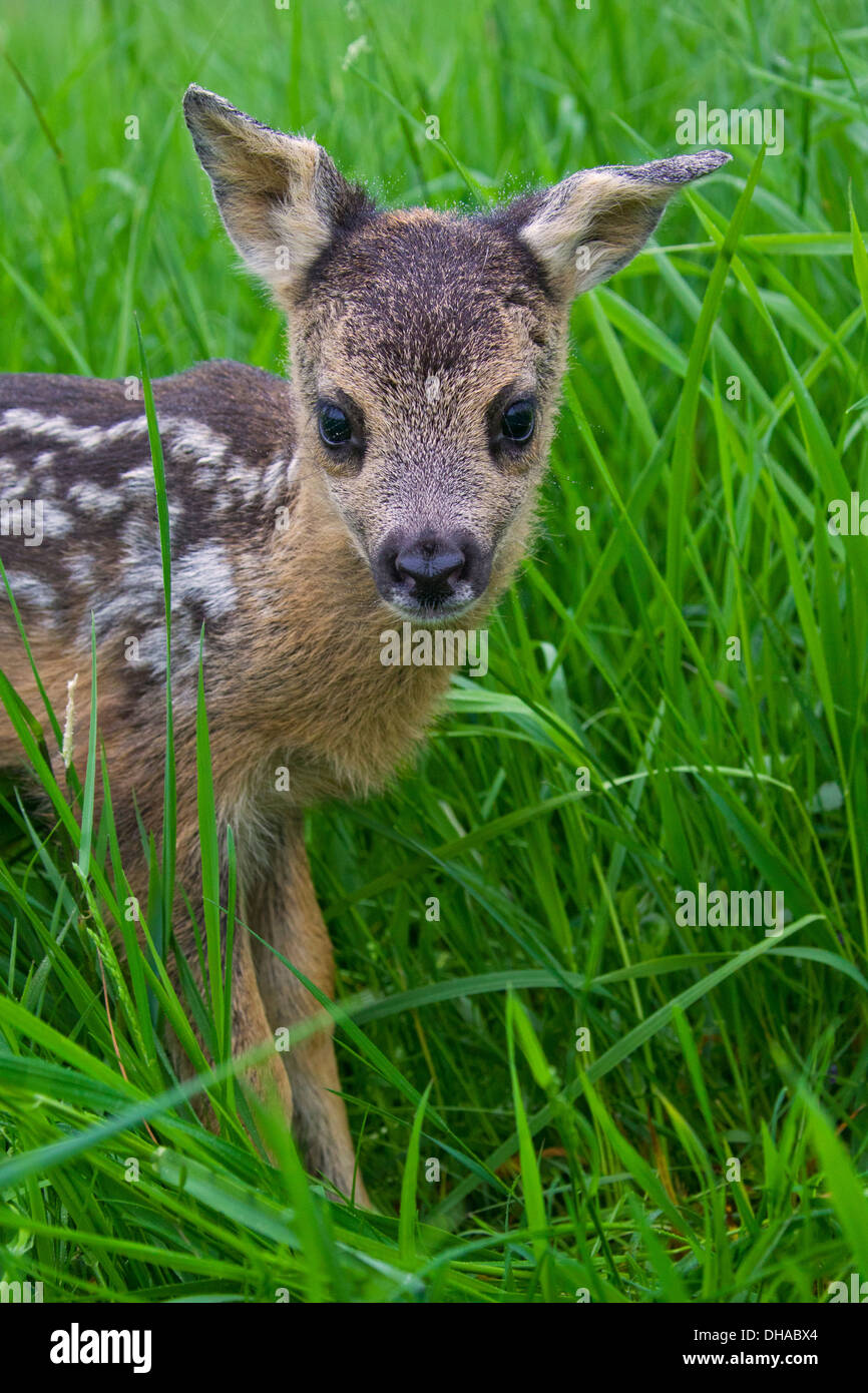 Close up of roe deer (Capreolus capreolus) one day old fawn hidden in tall grass of meadow Stock Photo