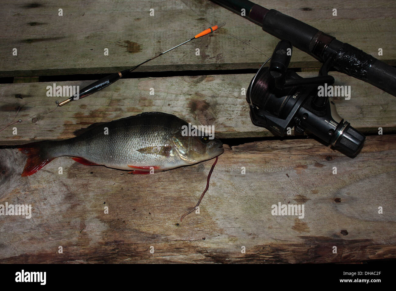 Coarse fishing for Perch Stock Photo Alamy