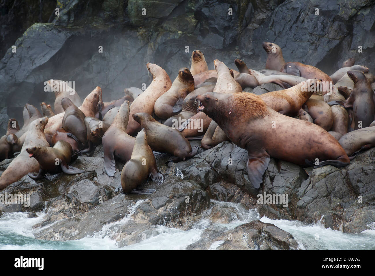 Steller Sea Lions, (Eumetopias jubatus), Glacier Island, Prince William Sound, Chugach National Forest, Alaska. Stock Photo