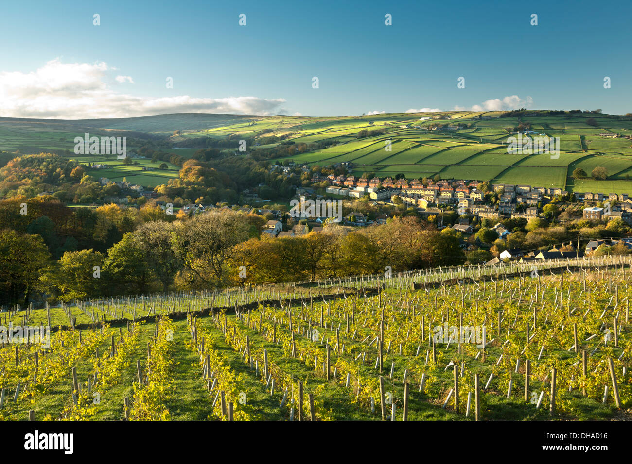Holmfirth vineyard 2024