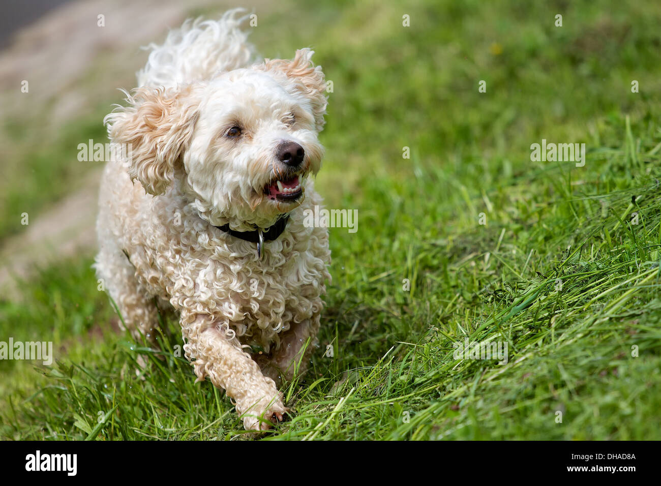 A wet Breed Dog Havanese - Poodle mix, running in a green field a high slope. Stock Photo