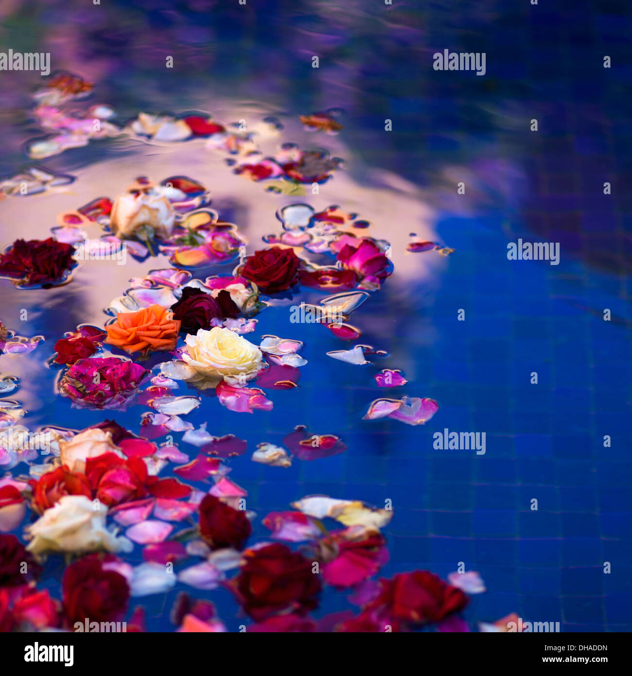 Floating Roses And Petals In A Pool With Blue Tile Stock Photo - Alamy