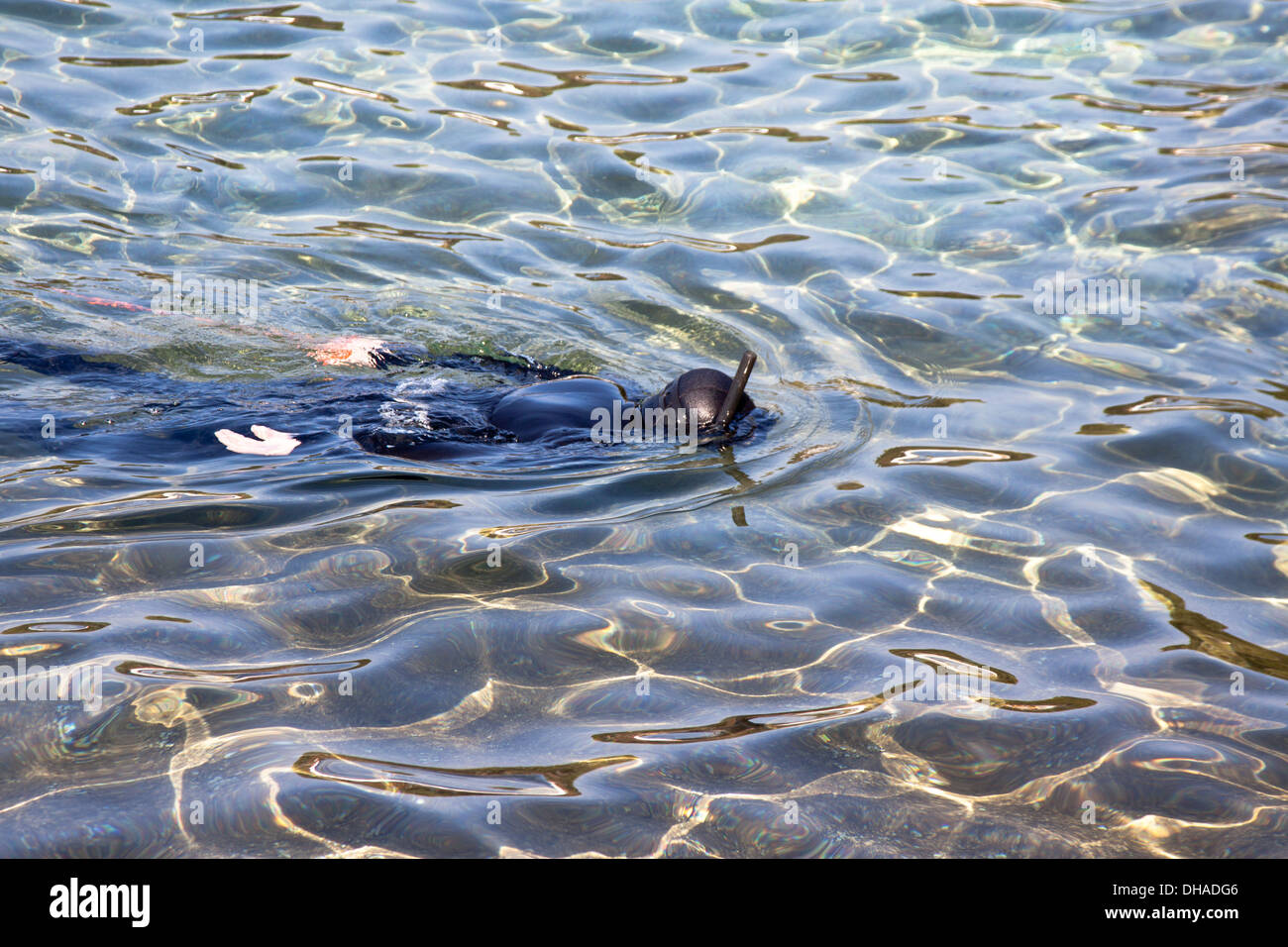 diver in black diving wear on sea surface Stock Photo