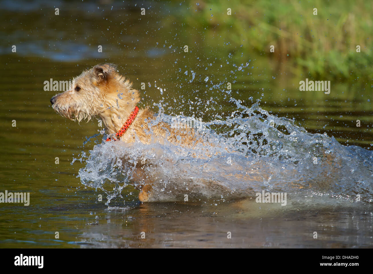 After the ball was thrown into the water chasing the dog Afterwards this. Stock Photo