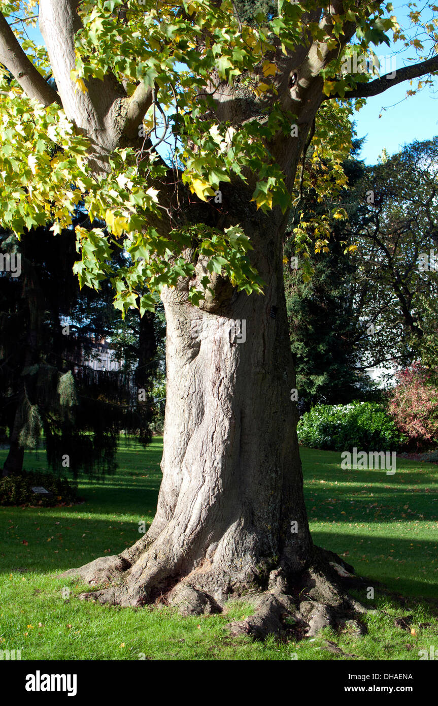 Acer cappodocicum tree (Cappodocian Maple), Jephson Gardens, Leamington Spa, UK Stock Photo