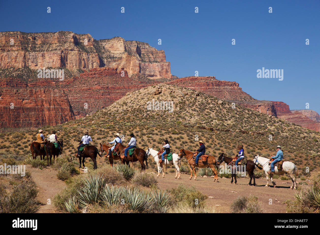 Pack mules on the South Kaibab Trail, Grand Canyon National Park, Arizona. Stock Photo