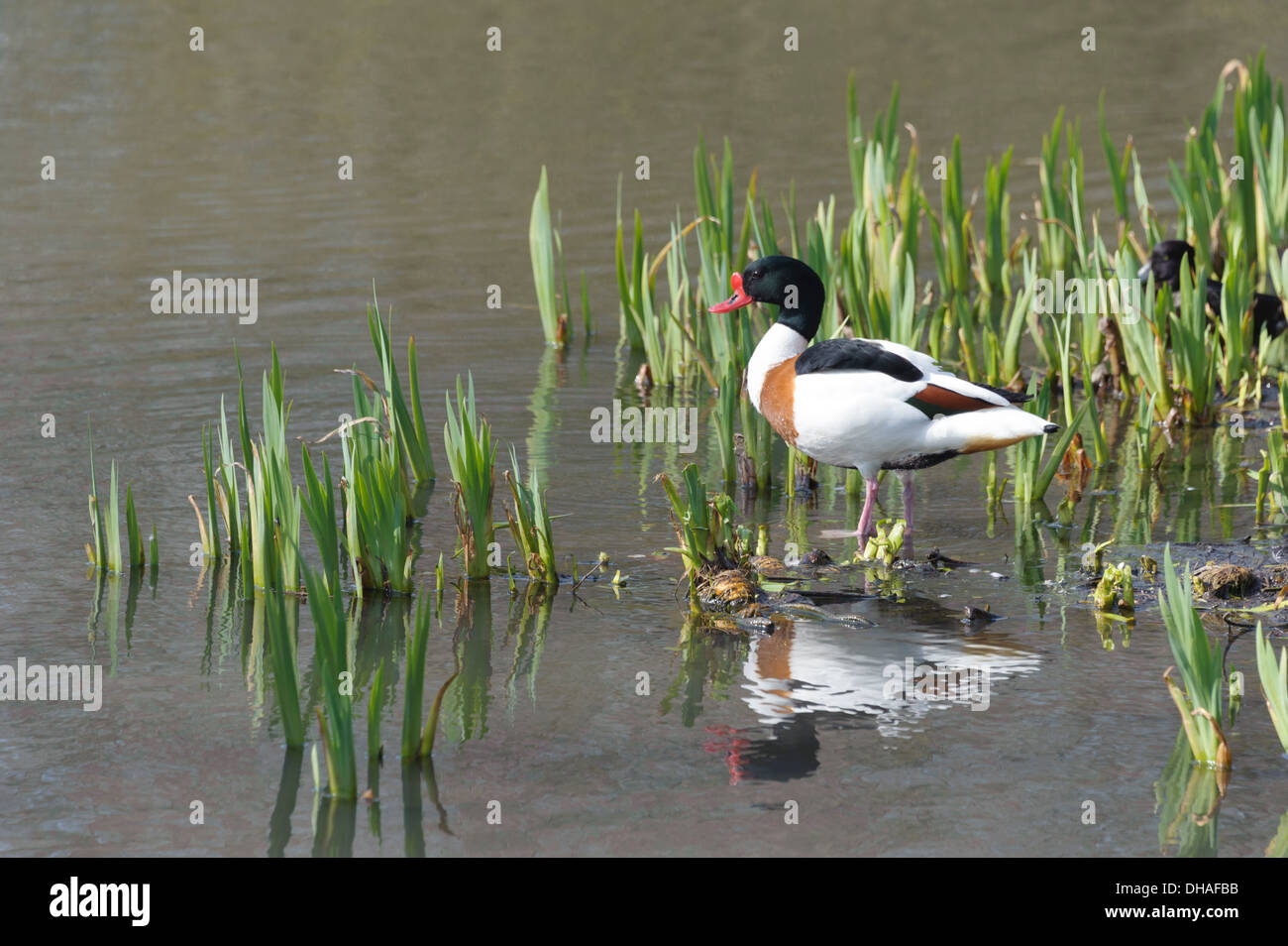 Duck and reeds hi-res stock photography and images - Alamy