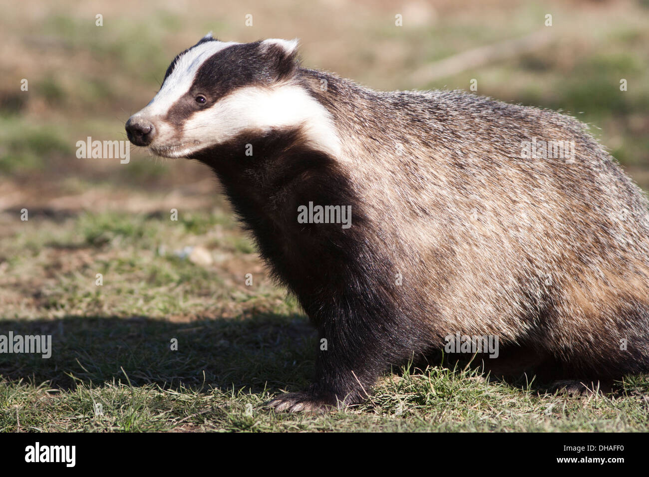 Adult Badger in the UK. Winter Stock Photo