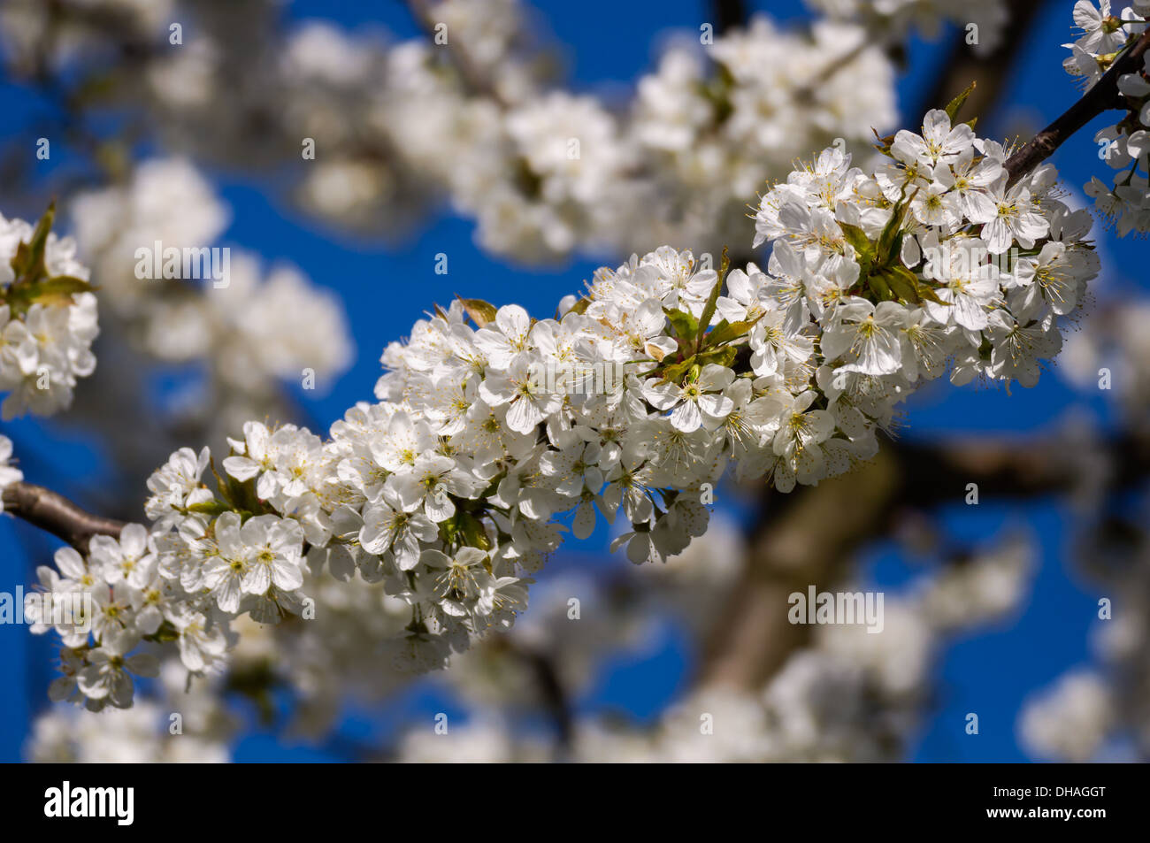White Roses Fr Spring White flowers in spring Stock Photo - Alamy
