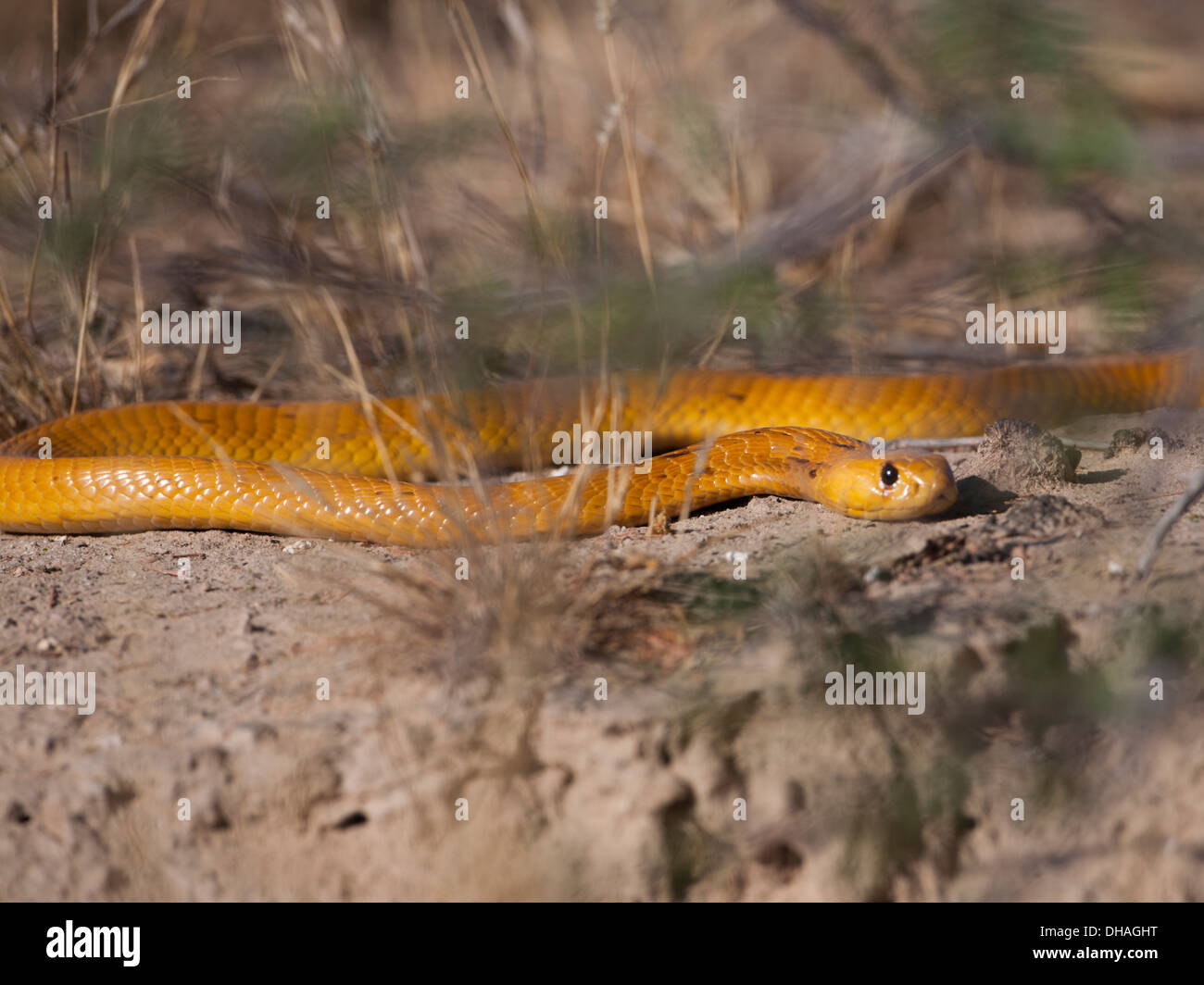 Cape Cobra (naja nivea) South Africa Stock Photo