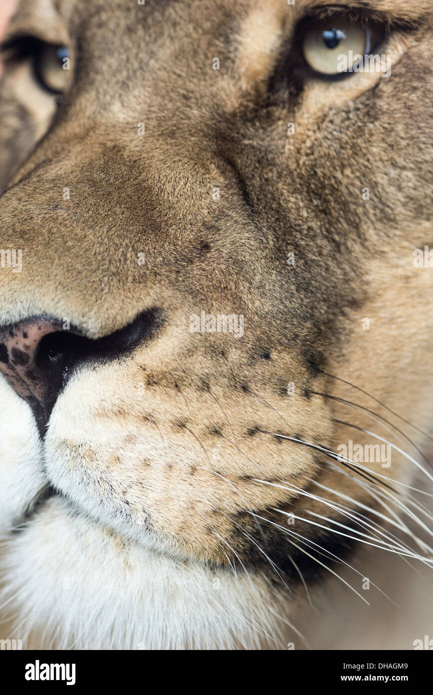 A curious lioness up close in detail. Stock Photo