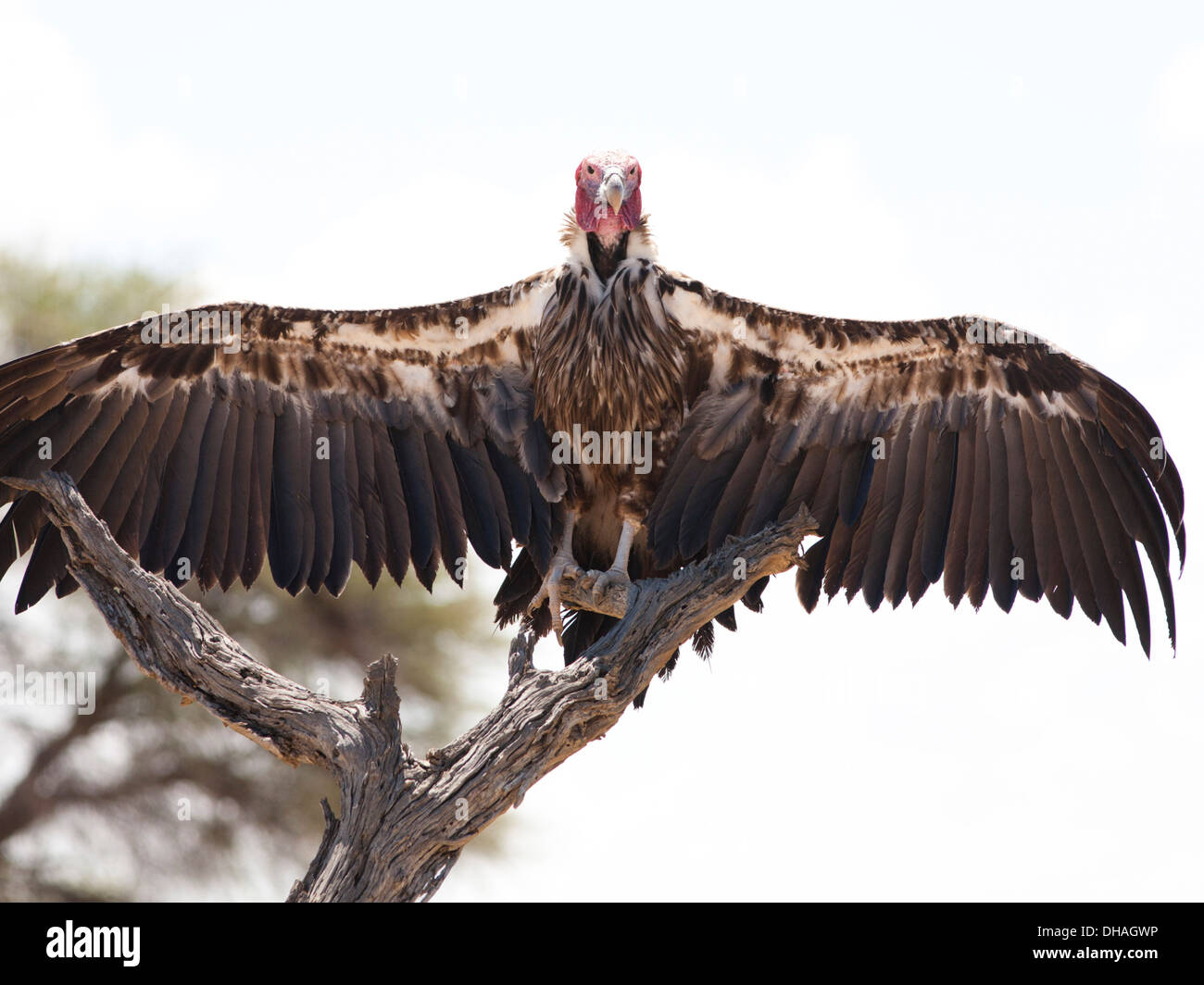 Lappet Faced Vulture torgos Tracheliotos Perched On A Tree In The 