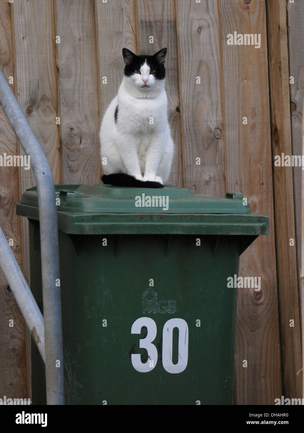 Cat sat on wheelie bin hires stock photography and images Alamy