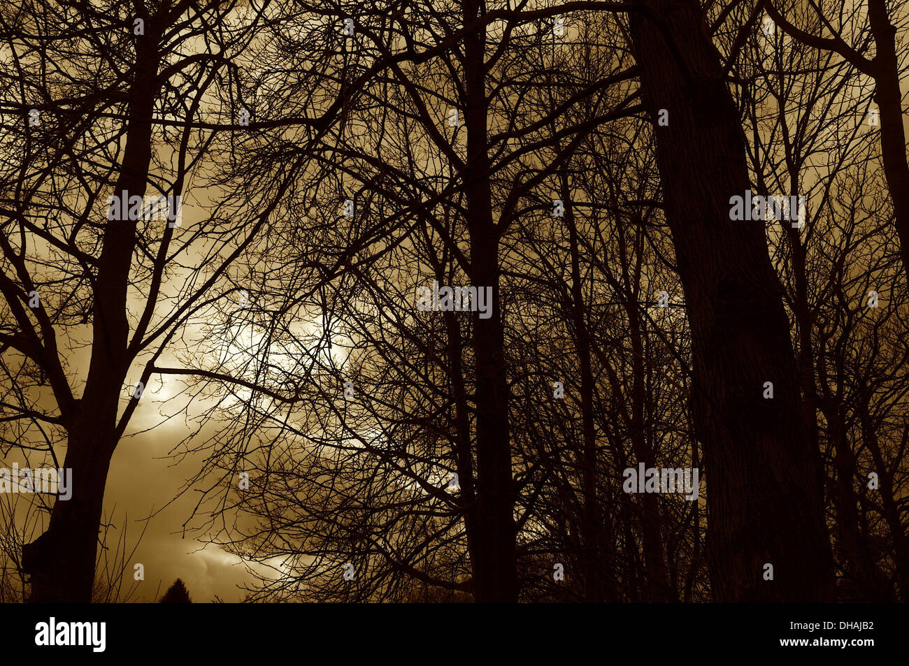 Cloudy sky with trees hi-res stock photography and images - Alamy