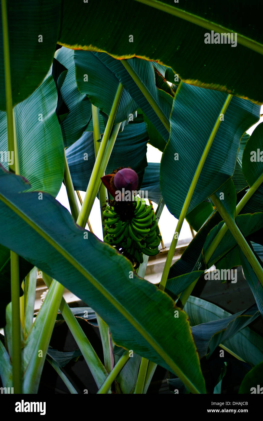 the fresh banana blossom on banana tree Stock Photo Alamy