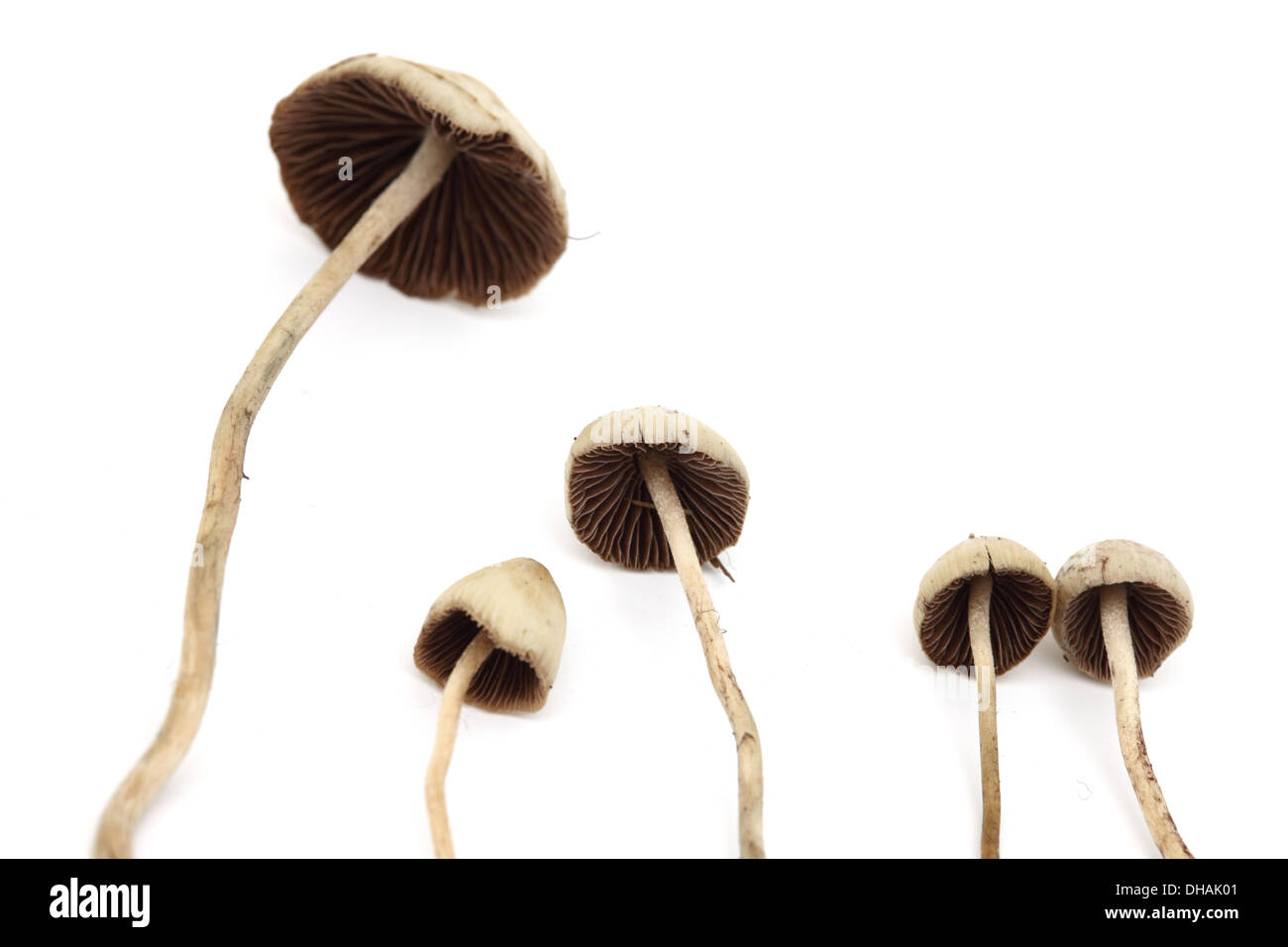 psilocybe semilanceata macro close up Stock Photo - Alamy