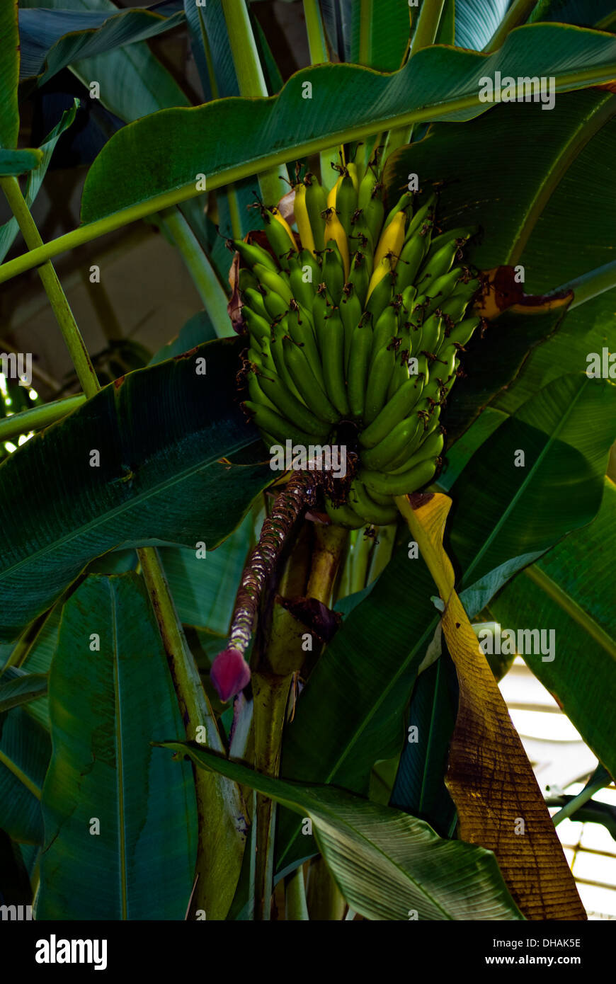 Banana tree blossom hires stock photography and images Alamy