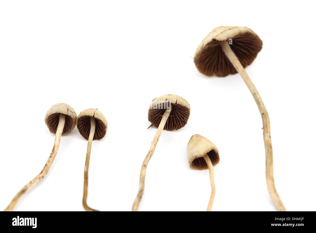 psilocybe semilanceata macro close up Stock Photo - Alamy