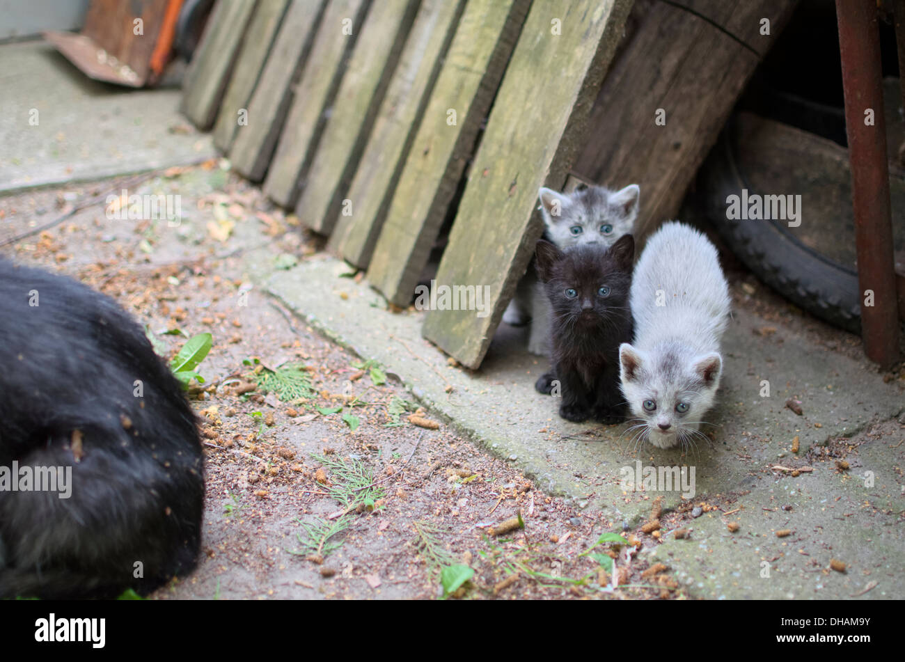 Three Cute Kittens Looking Curious in the Yard Stock Photo