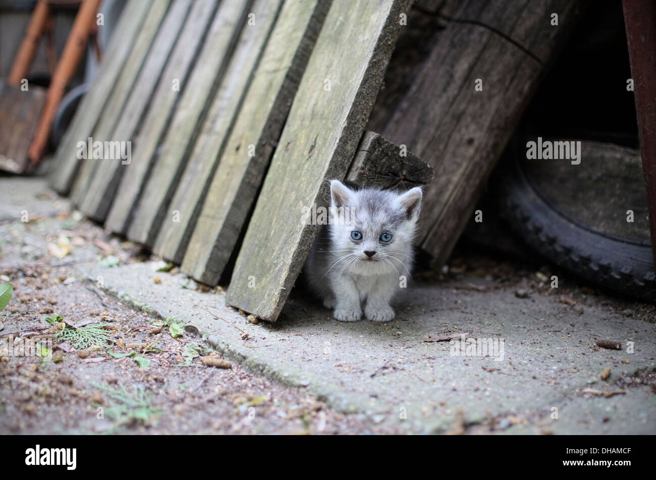 Blue Eyed Kitten Looking Relaxed in the Yard Stock Photo