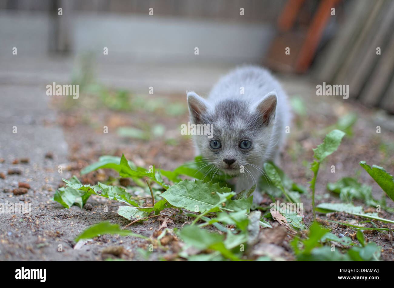 Curious Grey Kitten Sneaking Between Leaves Stock Photo
