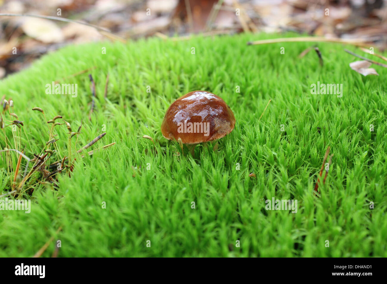 nice mushroom with brown cap in the green moss Stock Photo