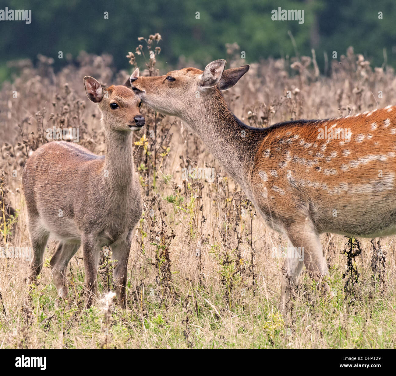 Female Sika Deer (Doe), Cervus Nippon Shows Affection To Juvenile (Fawn), Uk Stock Photo