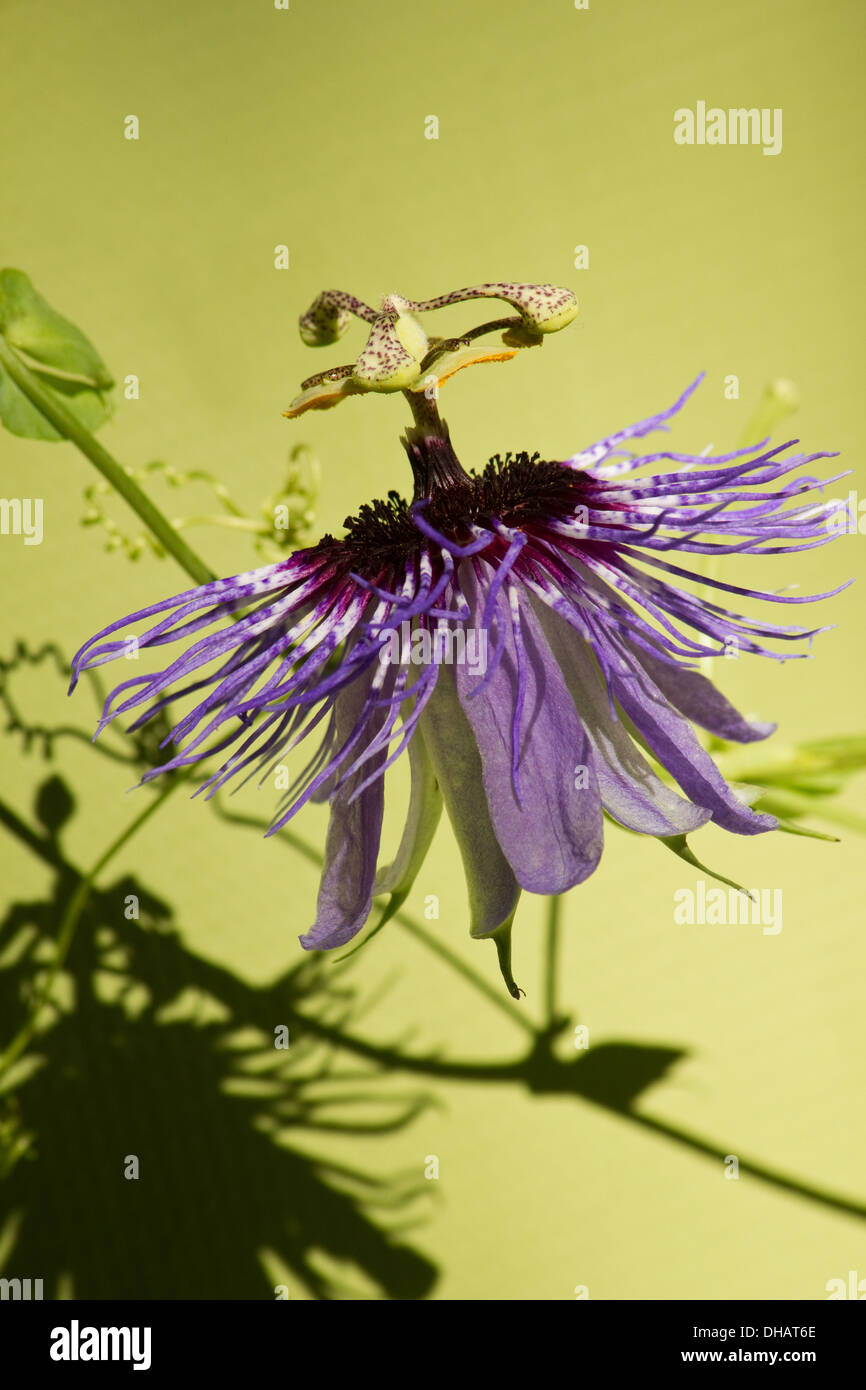 passiflora "passion fruit" flower Stock Photo Alamy