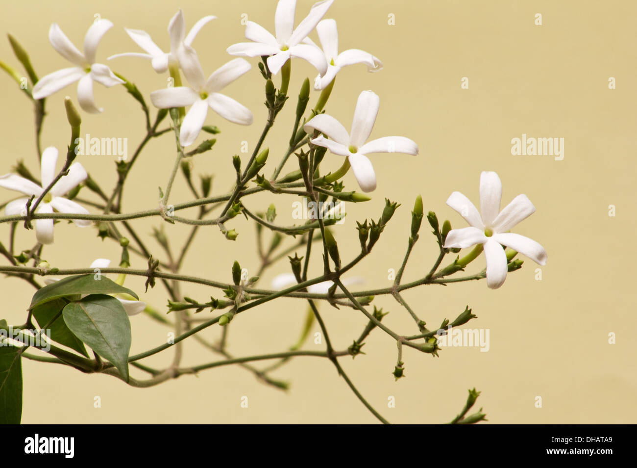 Jasmine (Jasminum azoricum ) plant in bloom on yellow background Stock Photo