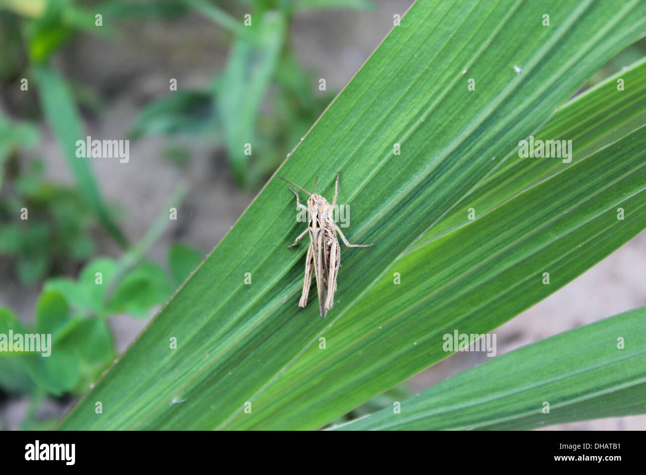 Grey grasshopper sitting on a green blade Stock Photo