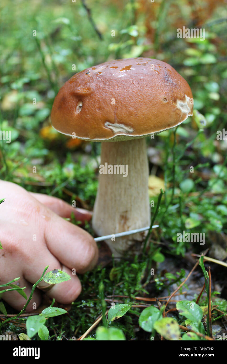 hand with knife cutting off beautiful cep in the forest Stock Photo