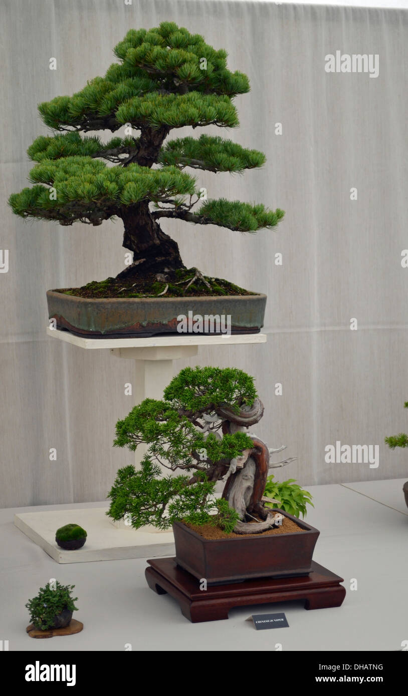 Bonsai Tree Show Stock Photo Alamy