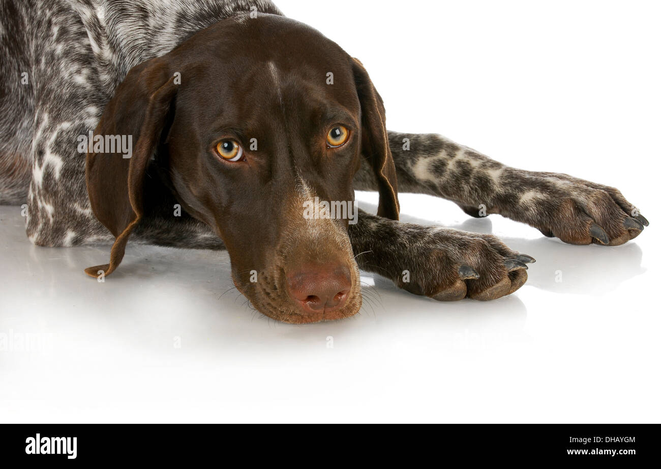 German shorthaired pointer hi-res stock photography and images - Alamy