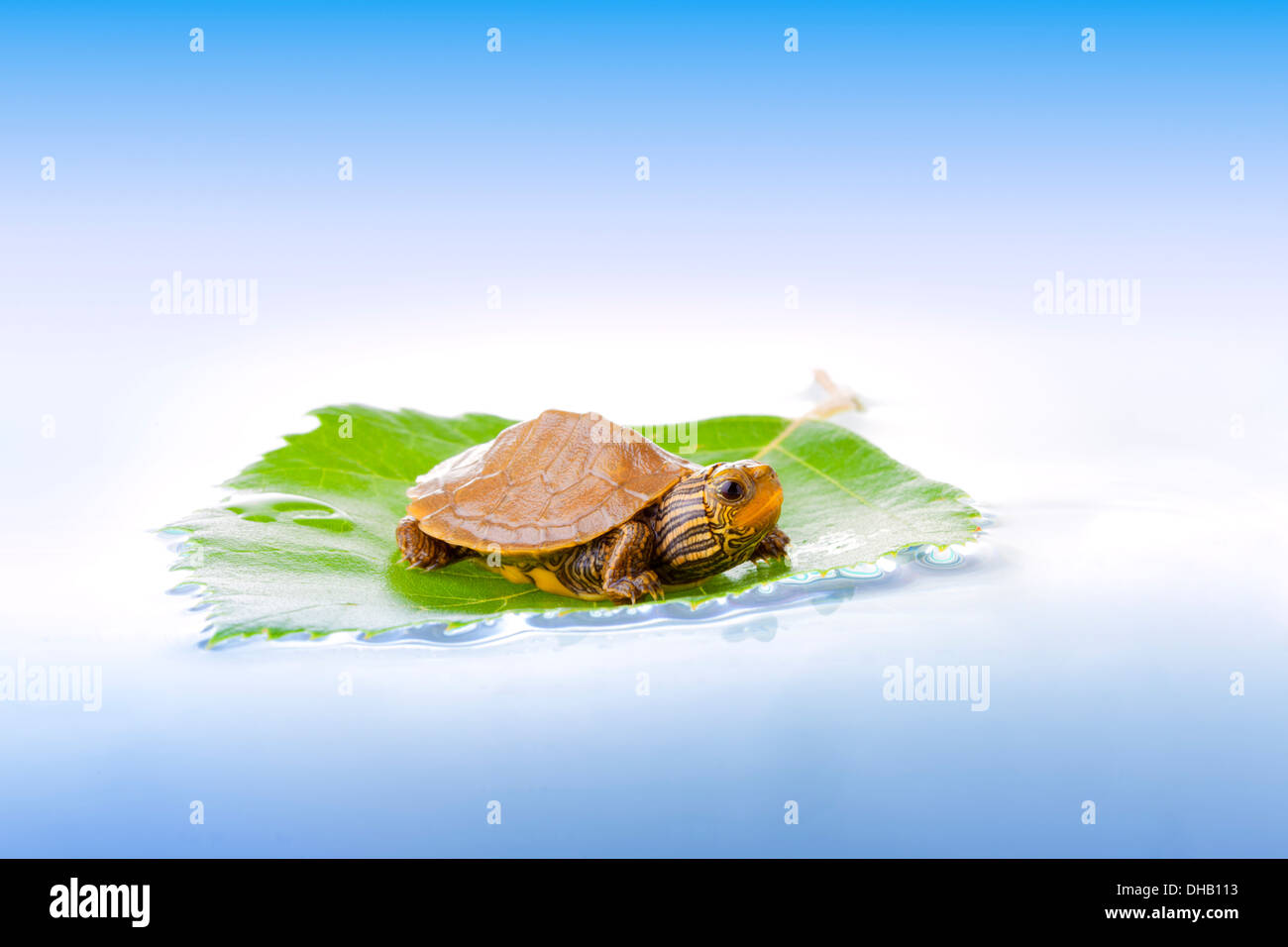 Baby turtle floating on a leaf Stock Photo