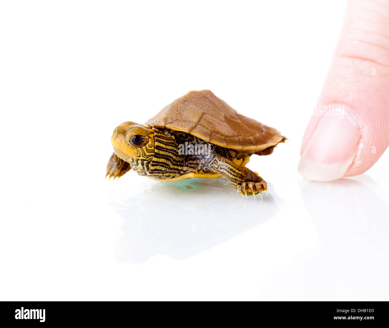 Baby Common Map Turtle Stock Photo Alamy