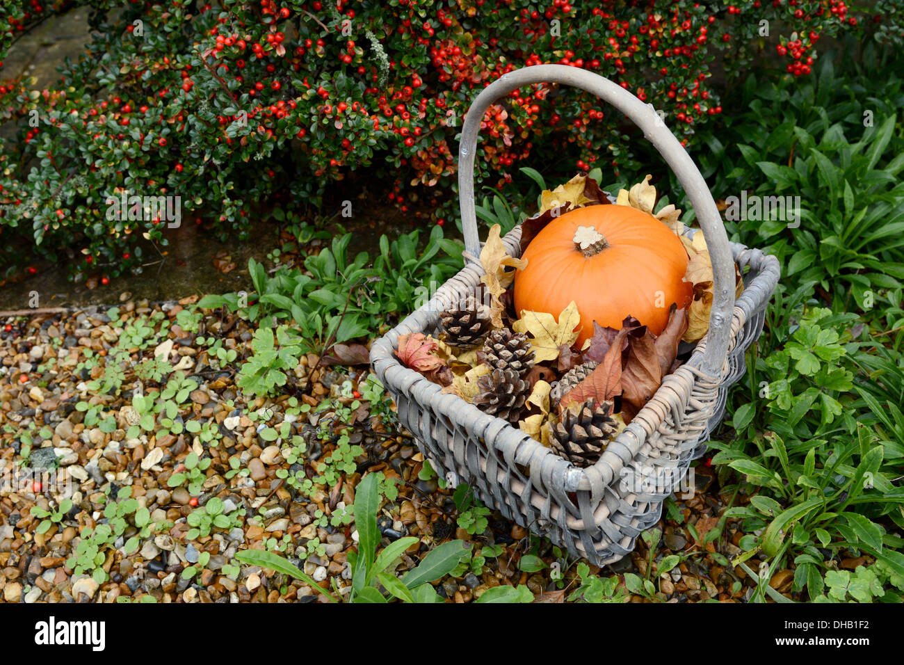 Fall-themed basket with pumpkin, fir cones and leaves against red cotoneaster berries Stock Photo