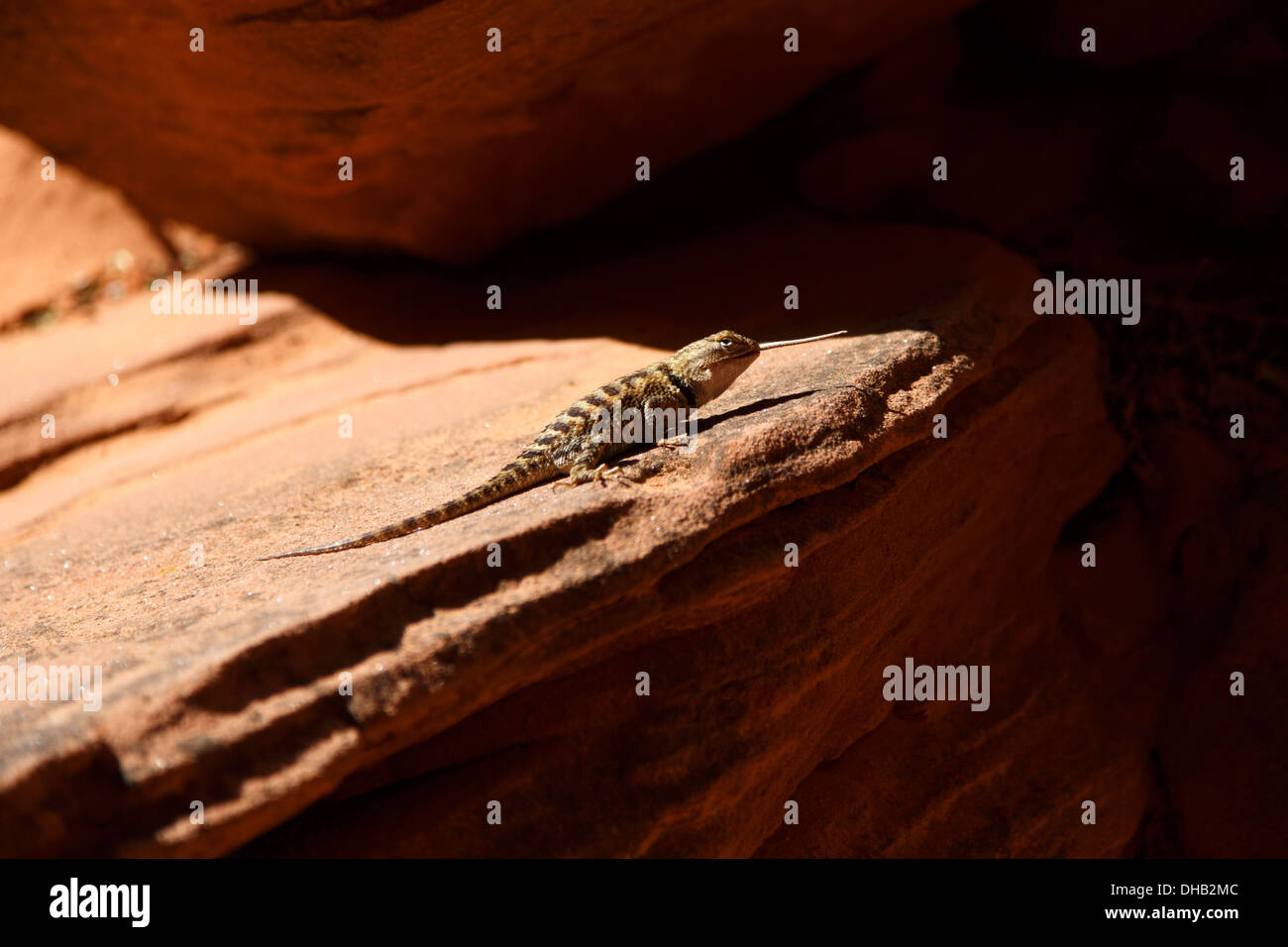 Lizard, Page, Arizona. Stock Photo