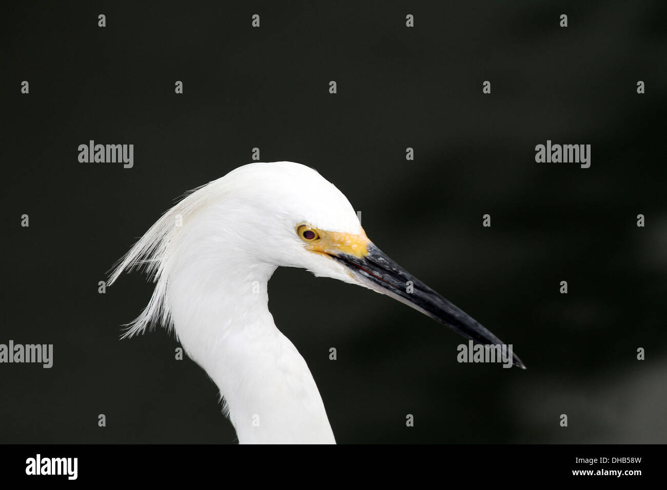 Little Egret in amongst the boats of the harbour in Clearwater Stock Photo