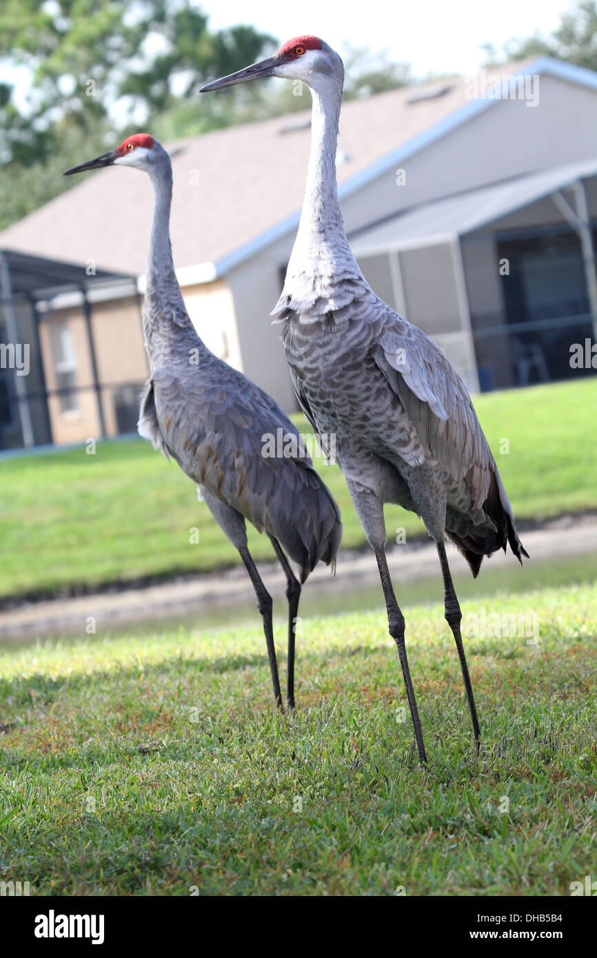November 2013 - Sandhill cranes in Davenport, Florida, Stock Photo
