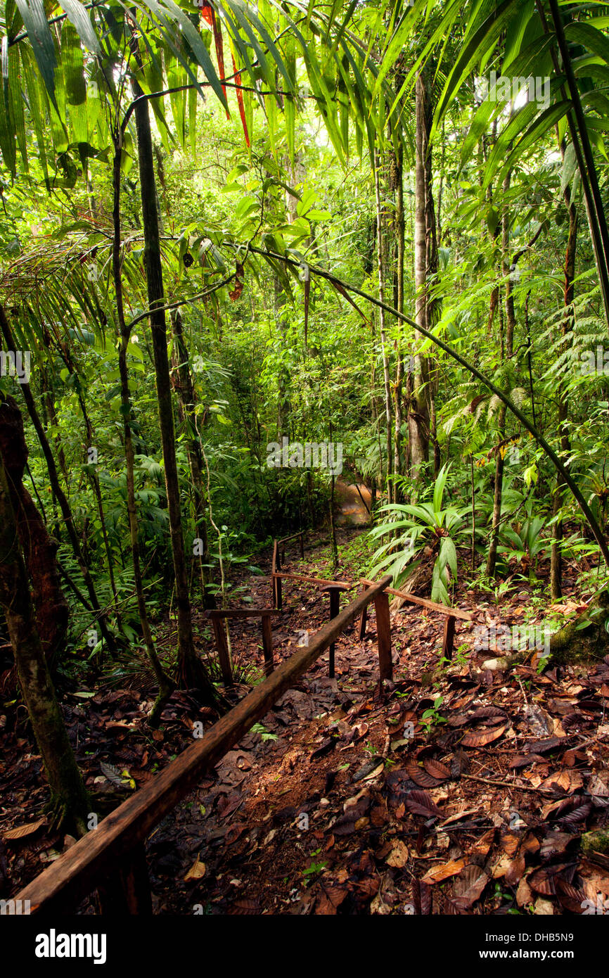 La Laguna del Lagarto Lodge Rainforest - Boca Tapada, San Carlos, Costa Rica Stock Photo